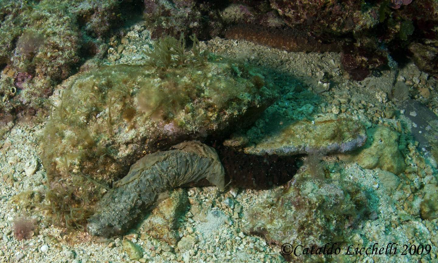 Oloturia ricoperta da muco
